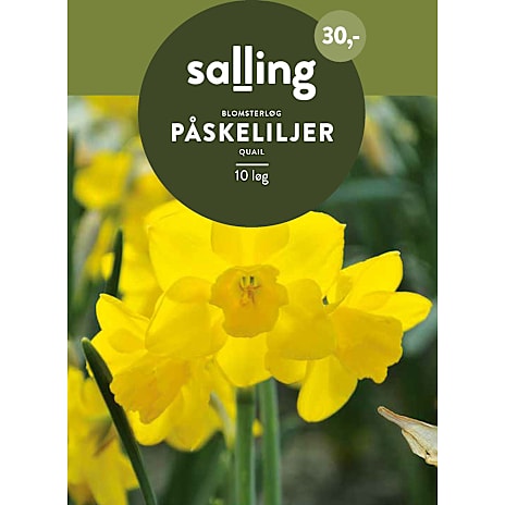 Salling Påskeliljer Qual
