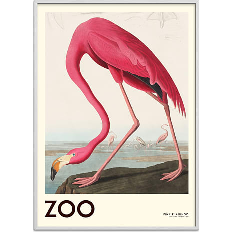 Citatplakat The Zoo Collection Flamingo - 50x70 cm 1 stk.
