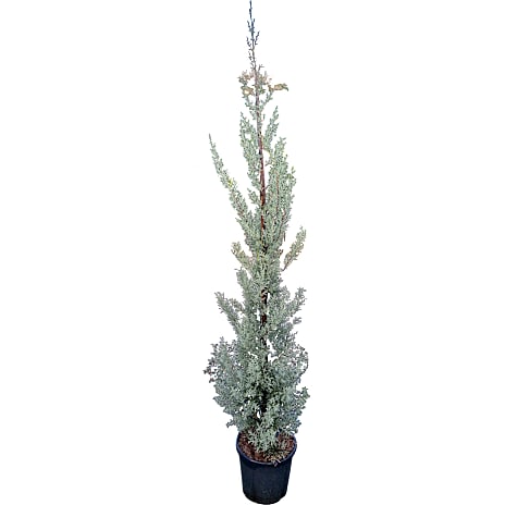 Cypres Cupressus arizonica 'Fastigiata Glauca' 1 stk.