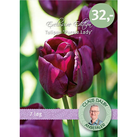 Claus Dalby Tulipaner Purple Lady