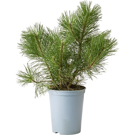 Bjergfyr Pinus mugo 19 cm Potte