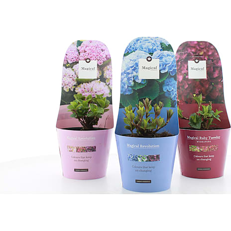 Hortensia Magical i Potcover 17 cm Potte
