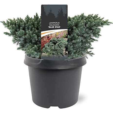 Noviflora Dværgenebær Juniperus squamata 'Blue Star' 19 cm Potte