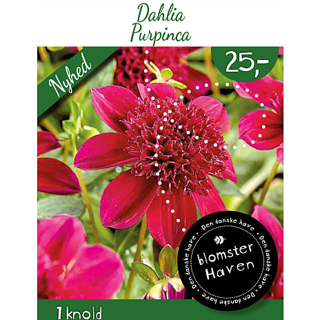 Blomsterhaven Dahlia Purpinca