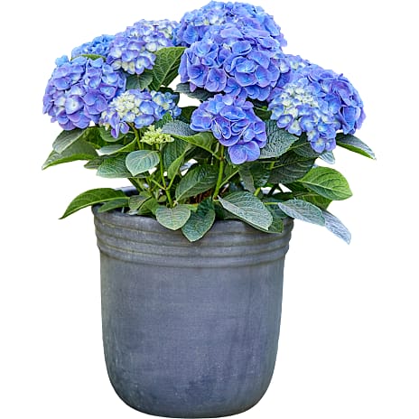 T-Hortensia Rosa