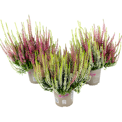 Hedelyng Calluna Vulgaris Twiins 11 cm Potte