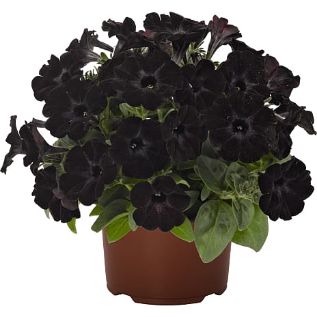 Chokoladeblomst Cosmos Chochamocha 12 cm Potte