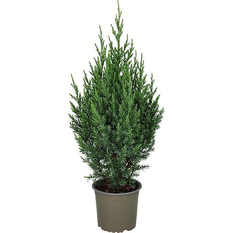 Kinesisk Enebær, Juniperus chin. 'Stricta' - 13 cm potte 1 stk.