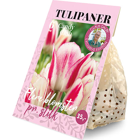 Claus Dalby Tulipaner Candy Club 6 løg