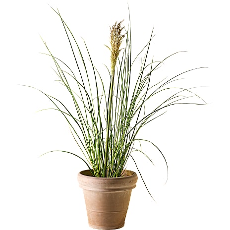 Noviflora Pampasgræs Dværg Cortaderia selloana 23 cm Potte