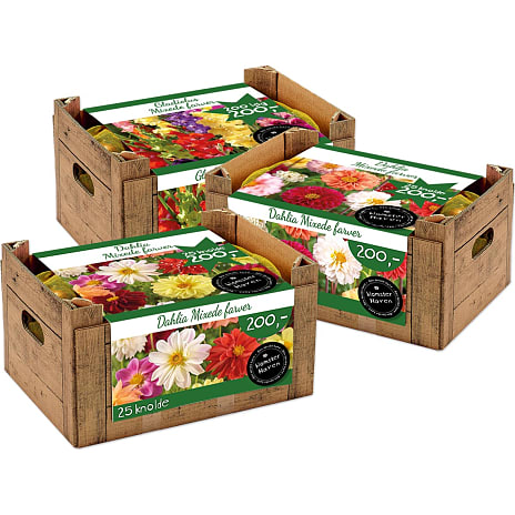 Blomsterhaven Dahlia Unwin Mix Crate