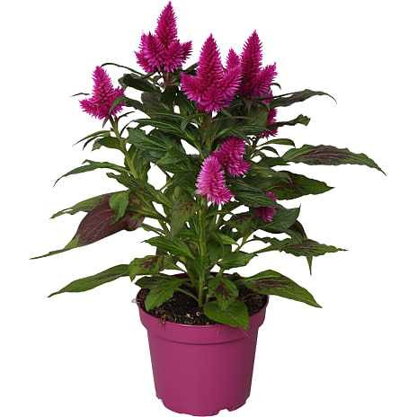 Celosia Mix 12 cm Potte