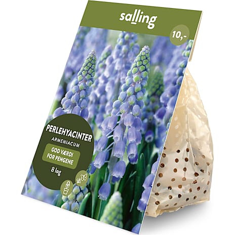 Salling Blomsterløg Perlehyacinter Armeniacum 8 Løg