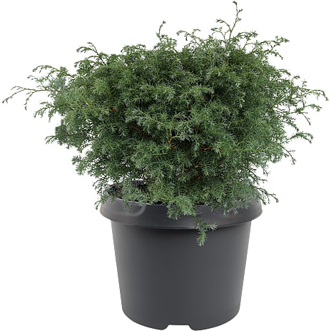 Enebær Chamaecyparis Squarrosa 19 cm Potte