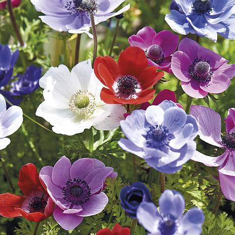 Blomsterhaven Anemoner Coronaria De Caen