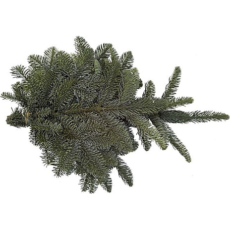 Nobilisgran