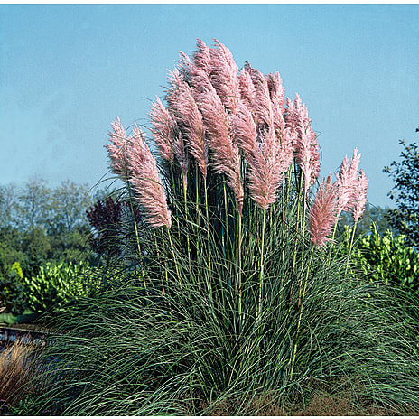 Andre Mærker Pampasgræs, Cortaderia mix, 17 cm potte 1 stk.