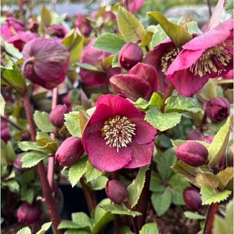 Helleborus 13 cm Potte