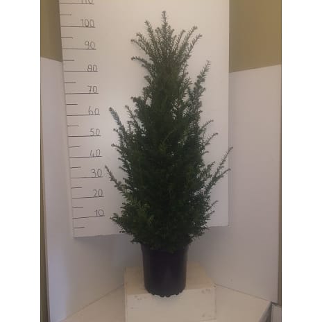 Taxus baccata 80-100 cm