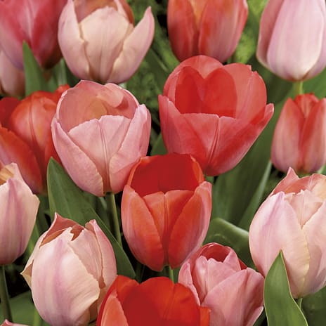 Blomsterhaven Tulipaner Van Eijk Mix