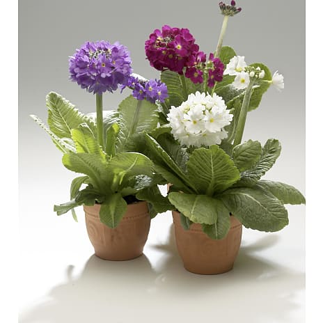 Primula Ruben 12 cm Potte