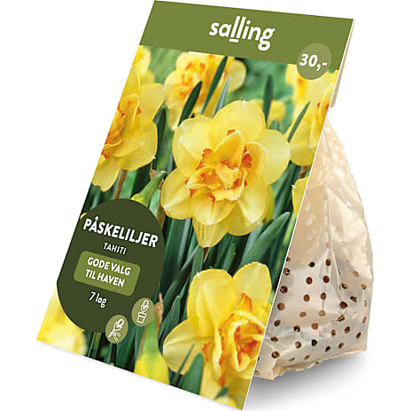 Salling Blomsterløg Påskeliljer Tahiti 7 Løg
