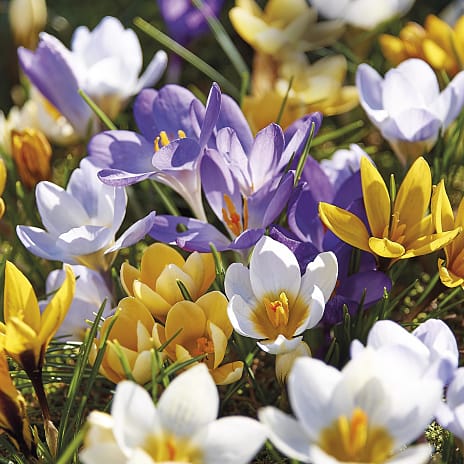 Blomsterhaven Krokus Mix