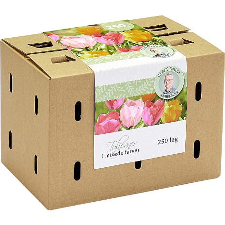 Claus Dalby Darwin Tulipaner