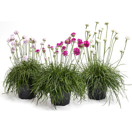 Armeria