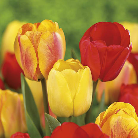 Blomsterhaven Tulipaner Mix