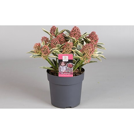 Skimmia japonica Magic Marlot 13 cm Potte