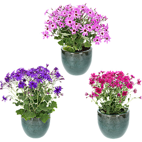 Senetti 17 cm Potte