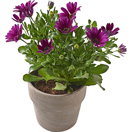 Spansk Marguerit