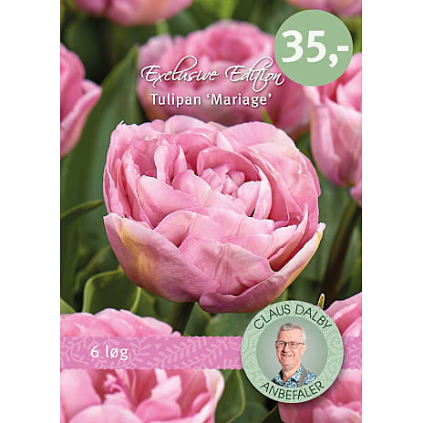 Claus Dalby Tulipaner Mariage