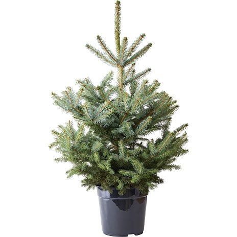 Blågran Picea pungens Baby Blue 29 cm Potte