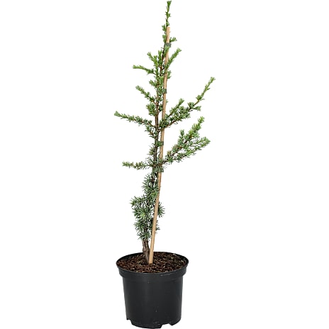 Cedertræ Cedrus libani Glauca