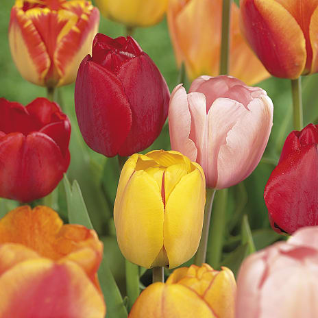 Blomsterhaven Tulipaner Mix
