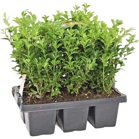 Buksbom Buxus sempervirens 6-pak