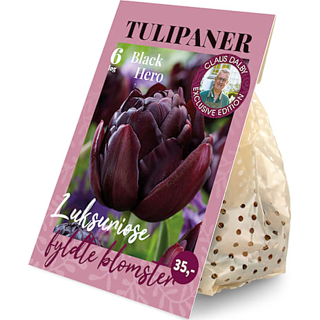 Claus Dalby Tulipaner Black Hero 6 løg