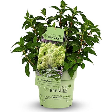 Hortensia Groundbreaker Greeny, 14 cm potte 1 stk.