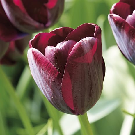 Blomsterhaven Tulipaner Dark Red