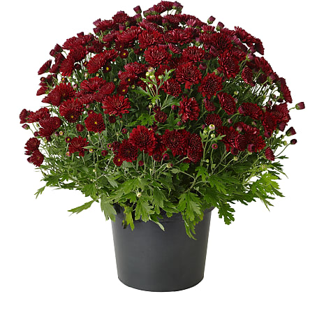 Havechrysanthemum, 19 cm potte