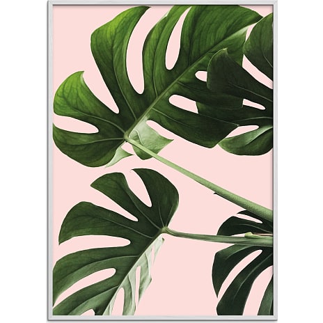 Citatplakat Monsteras in pink - 30x40 cm 1 stk.
