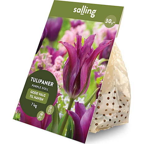 Salling Blomsterløg Tulipaner Purple Doll 7 løg