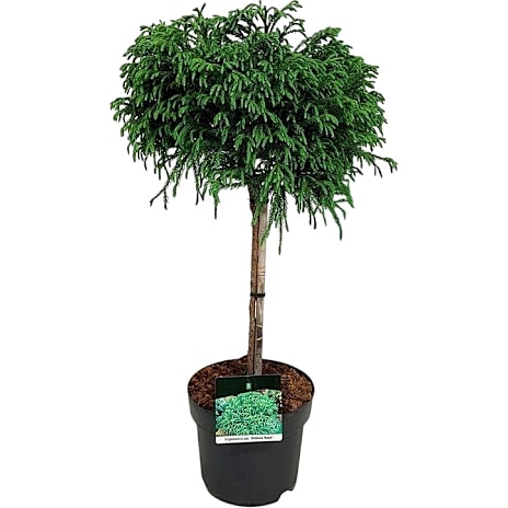 Cryptomeria japonica Opstammet 26 cm Potte
