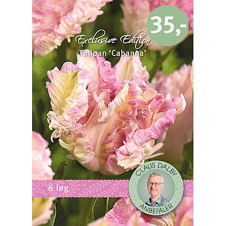 Claus Dalby Tulipaner Cabanna