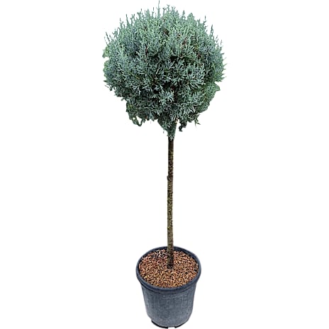 Cypres Cupressus arizonica 'Fastigiata' ball 30 liter potte 1 stk.