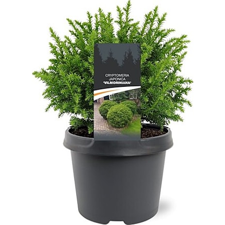 Noviflora Kryptomeria Cryptomeria japonica 19 cm Potte