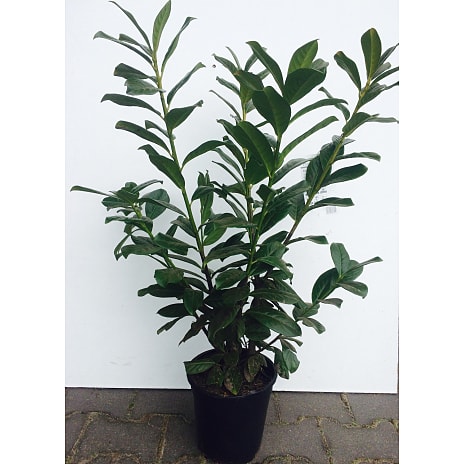 Andre Mærker Kirsebærlaurbær, Prunus novita, 21 cm potte 1 stk.