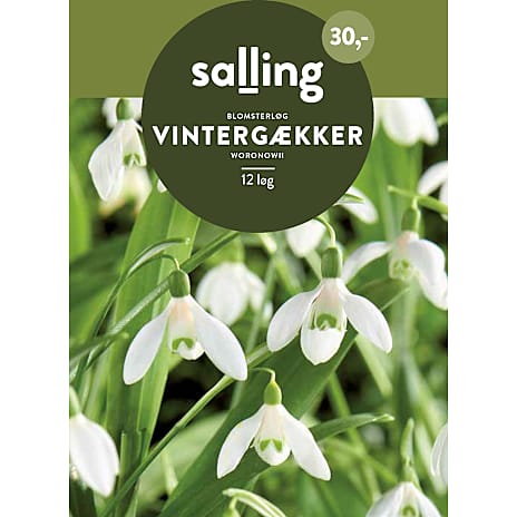 Salling Vintergækker Woronowii